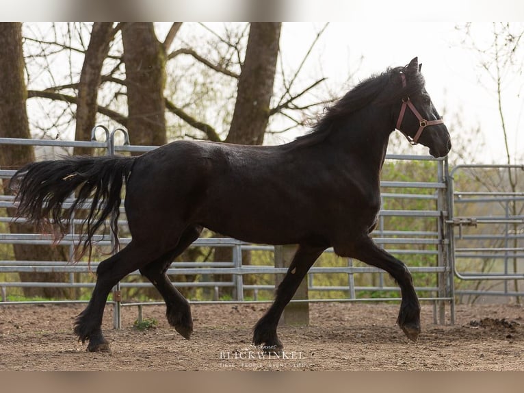 Fries paard Merrie 4 Jaar Zwart in Schöllnach