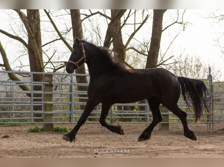 Fries paard Merrie 4 Jaar Zwart in Schöllnach