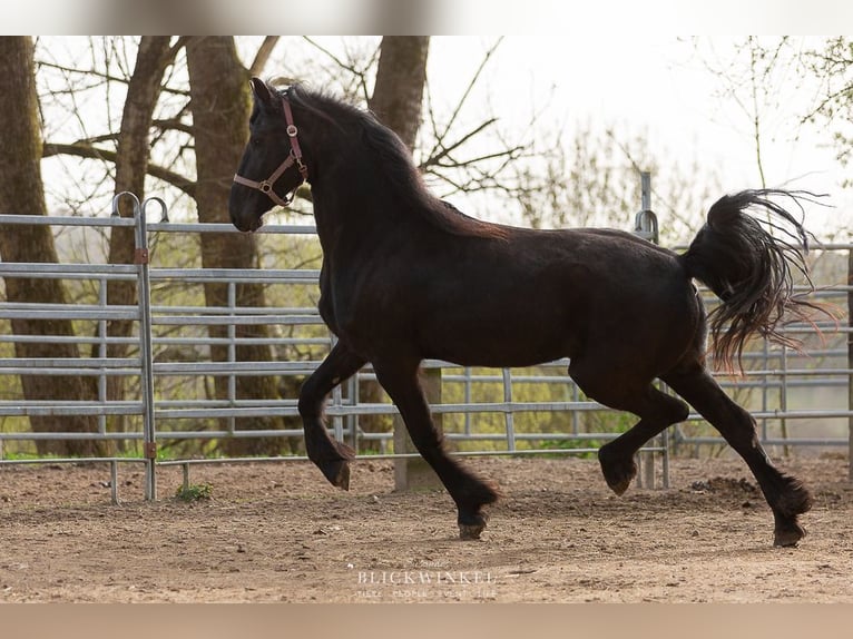 Fries paard Merrie 4 Jaar Zwart in Schöllnach