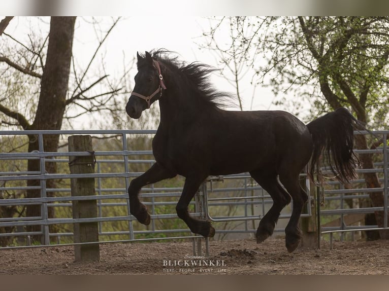 Fries paard Merrie 4 Jaar Zwart in Schöllnach