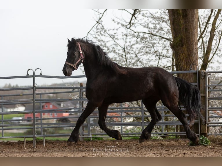 Fries paard Merrie 4 Jaar Zwart in Schöllnach