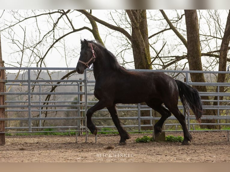 Fries paard Merrie 4 Jaar Zwart in Schöllnach