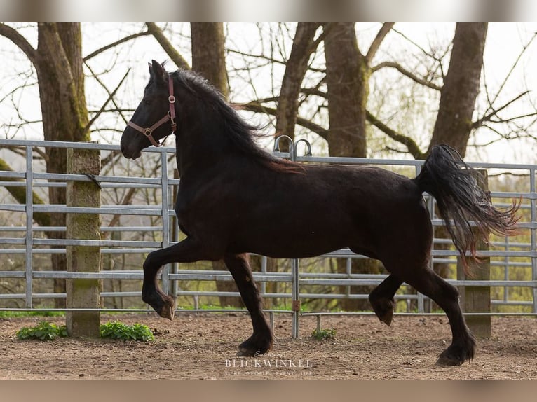 Fries paard Merrie 4 Jaar Zwart in Schöllnach