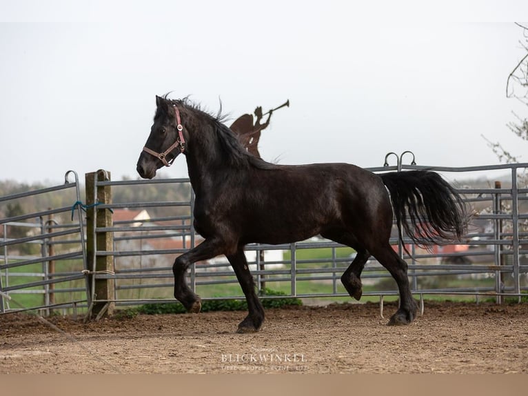 Fries paard Merrie 4 Jaar Zwart in Schöllnach