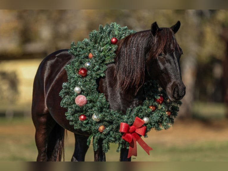 Fries paard Mix Merrie 5 Jaar 142 cm in Joshua