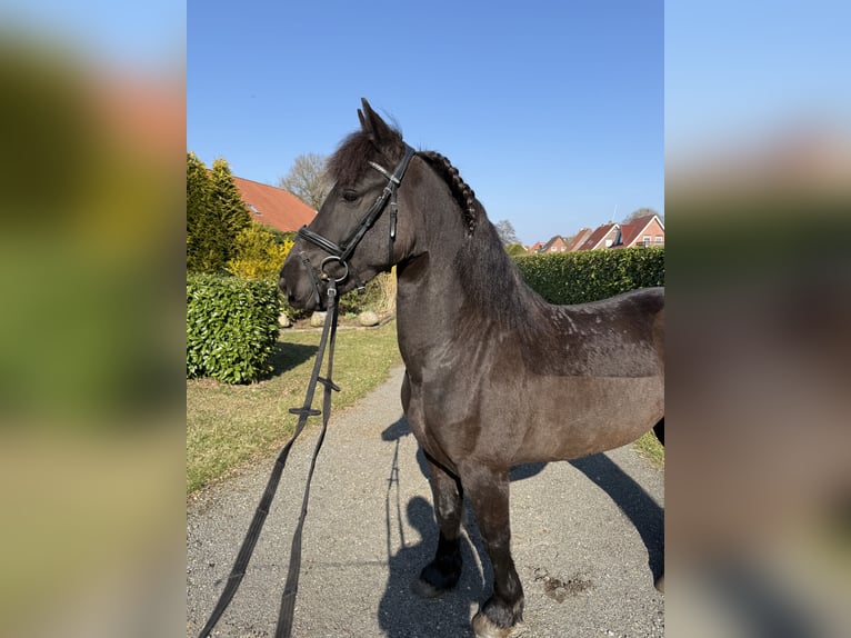 Fries paard Merrie 5 Jaar 150 cm Zwart in Saterland
