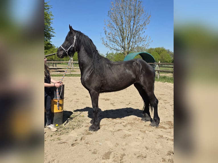 Fries paard Mix Merrie 5 Jaar 150 cm Zwart in Linkenbach