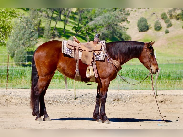 Fries paard Merrie 5 Jaar 152 cm Roodbruin in Tres Pinos