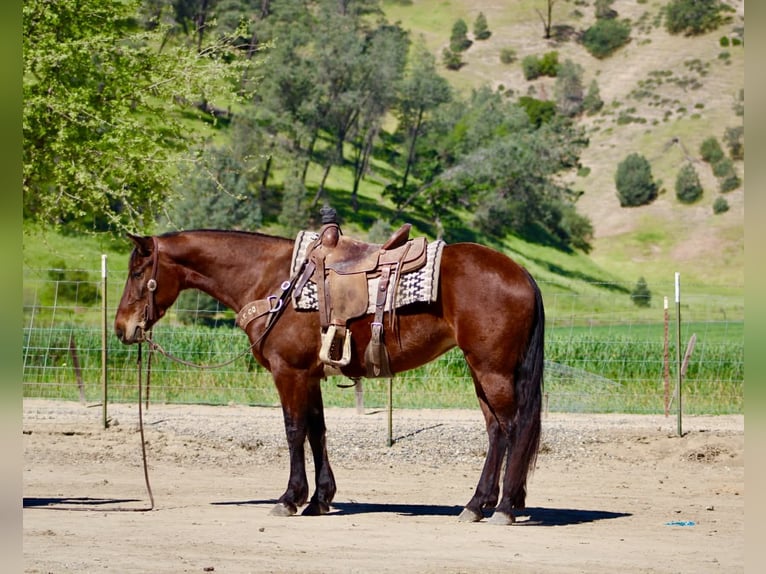 Fries paard Merrie 5 Jaar 152 cm Roodbruin in Tres Pinos
