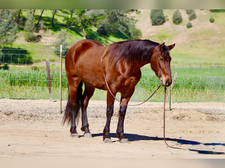 Fries paard Merrie 5 Jaar 152 cm Roodbruin in Tres Pinos