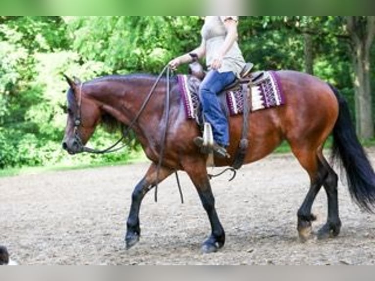 Fries paard Mix Merrie 5 Jaar 152 cm Roodbruin in Dundee