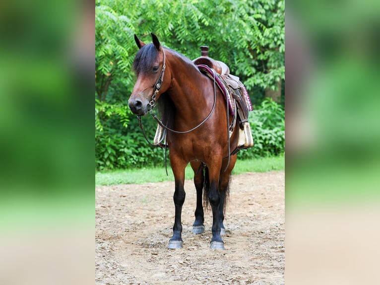 Fries paard Mix Merrie 5 Jaar 152 cm Roodbruin in Dundee