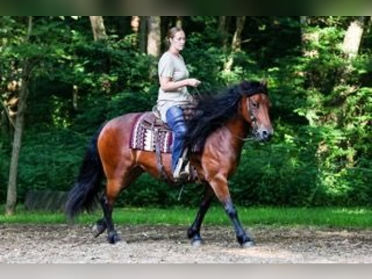 Fries paard Mix Merrie 5 Jaar 152 cm Roodbruin in Dundee