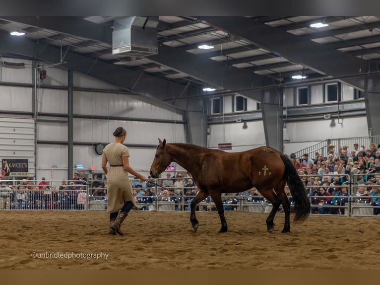 Fries paard Mix Merrie 5 Jaar 152 cm Roodbruin in Dundee