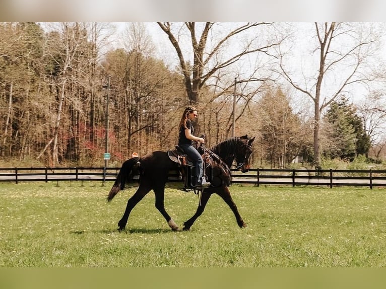 Fries paard Merrie 5 Jaar 152 cm Roodbruin in Temecula