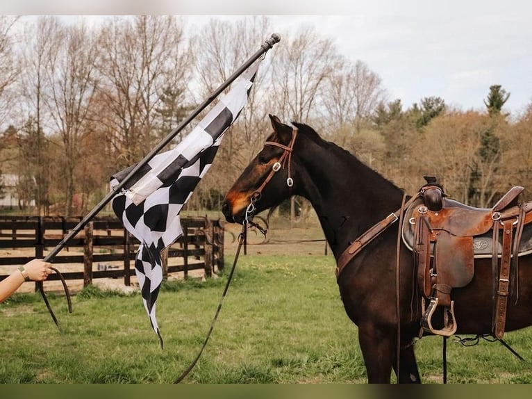 Fries paard Merrie 5 Jaar 152 cm Roodbruin in Temecula