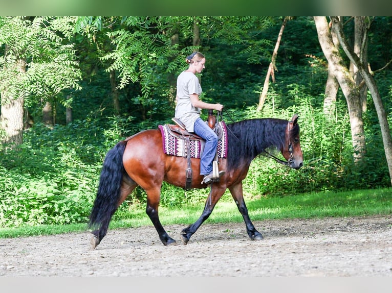 Fries paard Mix Merrie 5 Jaar 152 cm Roodbruin in Dundee