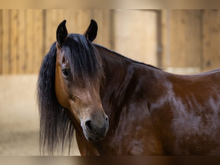 Fries paard Mix Merrie 5 Jaar 152 cm Roodbruin in Dundee