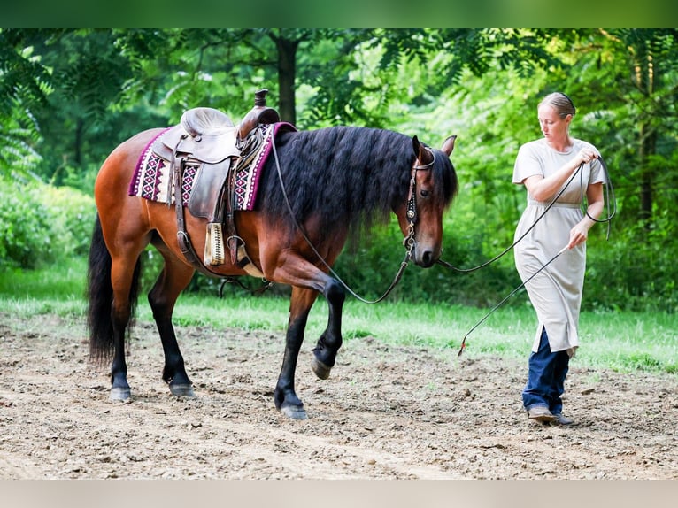 Fries paard Mix Merrie 5 Jaar 152 cm Roodbruin in Dundee