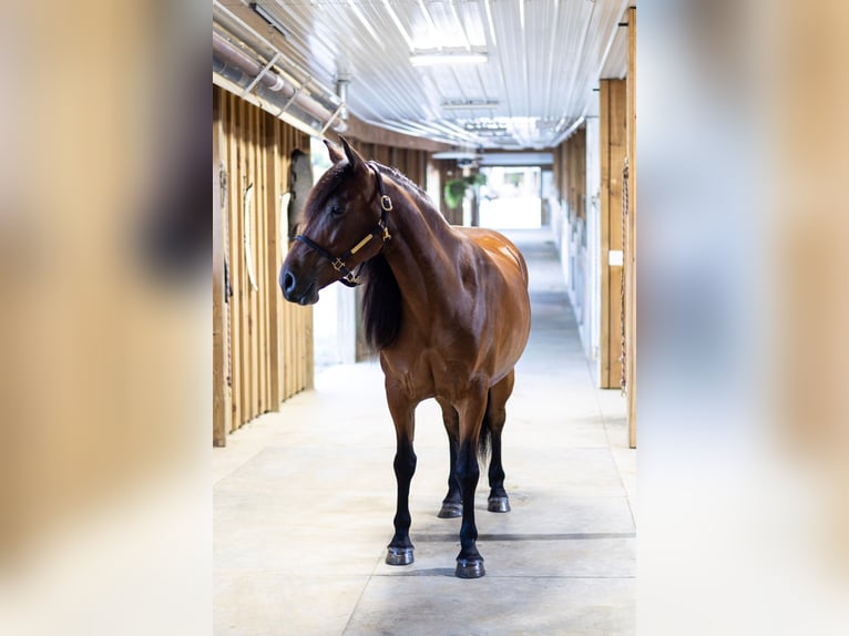 Fries paard Mix Merrie 5 Jaar 152 cm Roodbruin in Dundee