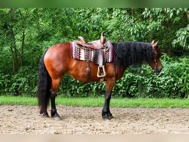 Fries paard Mix Merrie 5 Jaar 152 cm Roodbruin in Dundee