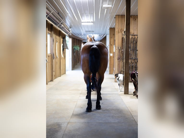 Fries paard Mix Merrie 5 Jaar 152 cm Roodbruin in Dundee