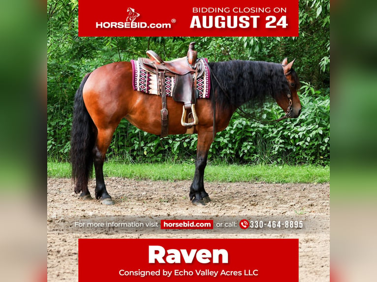 Fries paard Mix Merrie 5 Jaar 152 cm Roodbruin in Dundee
