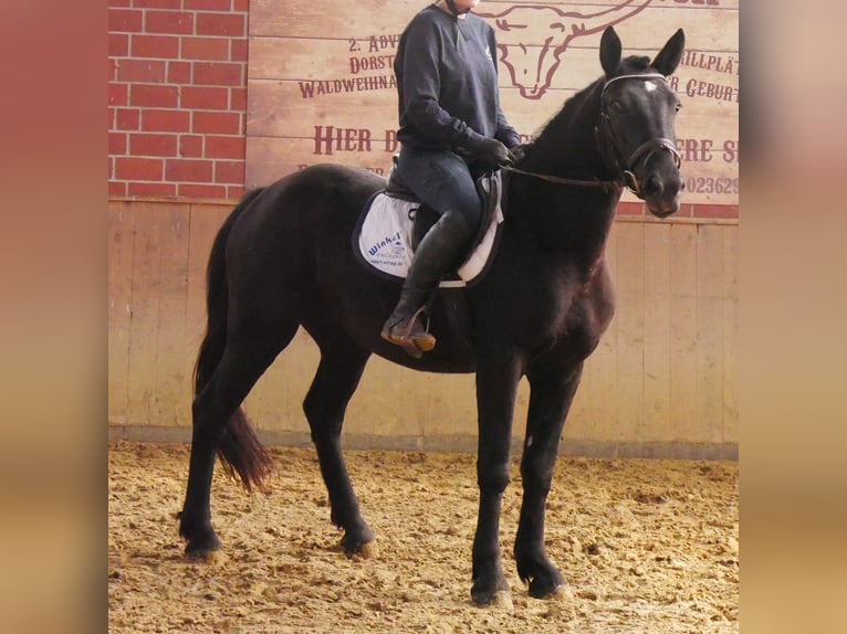 Fries paard Mix Merrie 5 Jaar 154 cm in Dorsten