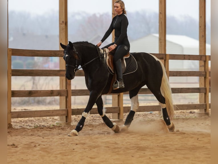 Fries paard Merrie 5 Jaar 155 cm Gevlekt-paard in Quitman