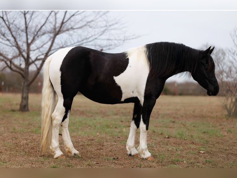 Fries paard Merrie 5 Jaar 155 cm Gevlekt-paard in Quitman