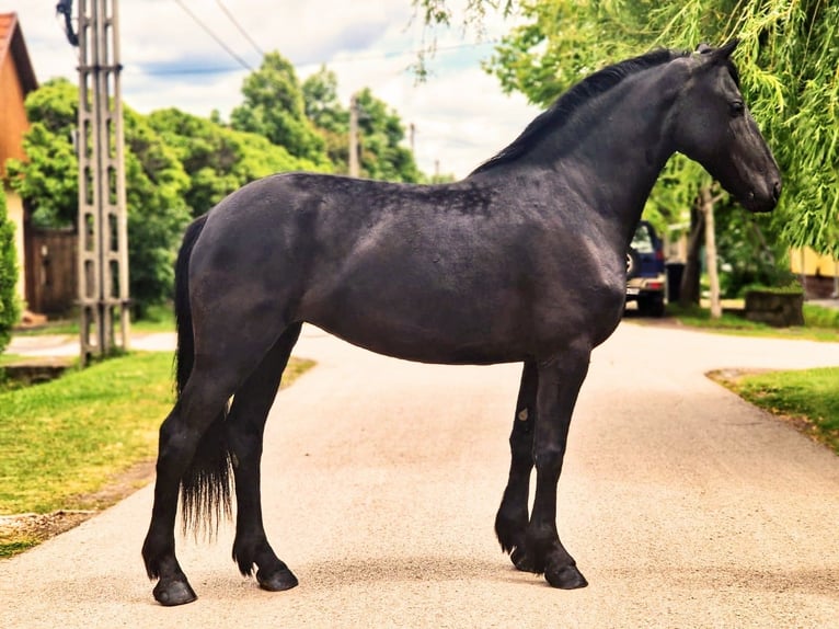 Fries paard Mix Merrie 5 Jaar 155 cm Zwart in B&#xE9;k&#xE9;scsaba