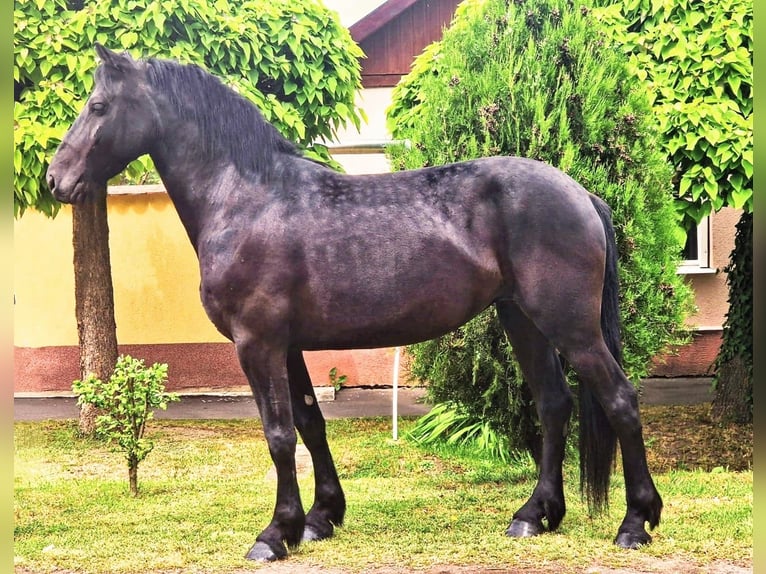 Fries paard Mix Merrie 5 Jaar 155 cm Zwart in B&#xE9;k&#xE9;scsaba