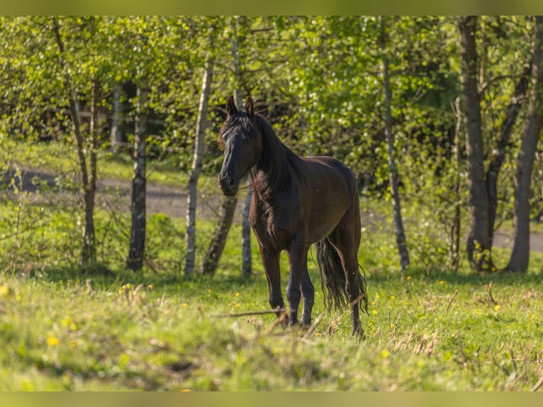 Fries paard Mix Merrie 5 Jaar 156 cm Zwart in Gro&#xDF;almerode