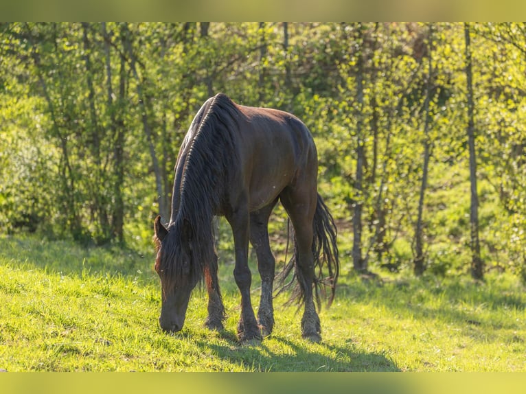 Fries paard Mix Merrie 5 Jaar 156 cm Zwart in Gro&#xDF;almerode