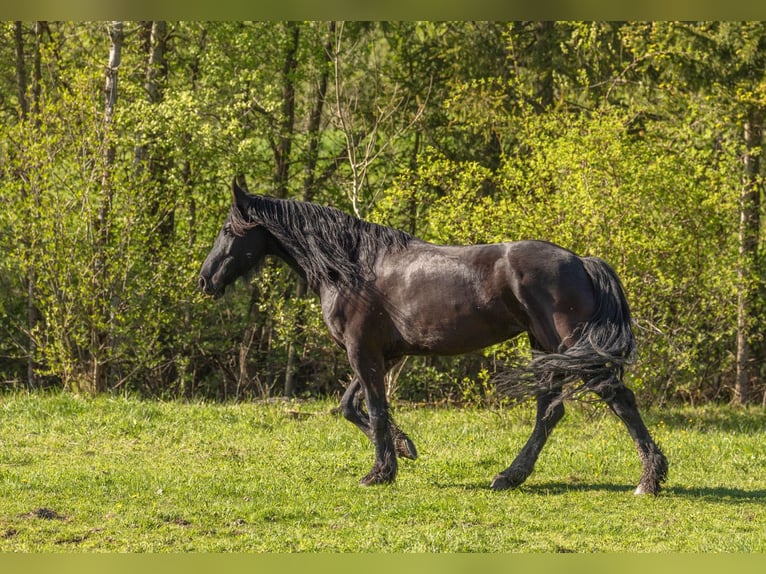 Fries paard Mix Merrie 5 Jaar 156 cm Zwart in Gro&#xDF;almerode
