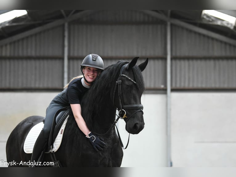 Fries paard Merrie 5 Jaar 159 cm Zwart in Mijnsheerenland