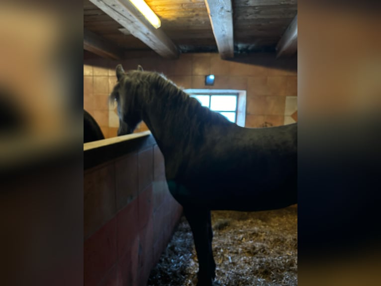 Fries paard Merrie 5 Jaar 160 cm Zwart in Bad Kleinkirchheim