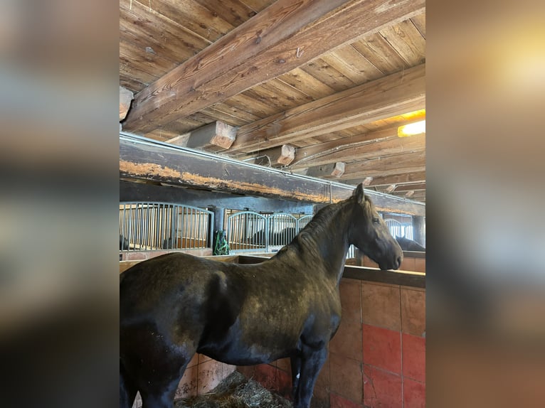 Fries paard Merrie 5 Jaar 160 cm Zwart in Bad Kleinkirchheim