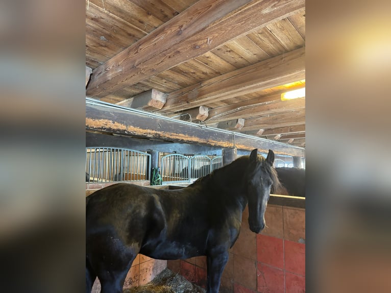 Fries paard Merrie 5 Jaar 160 cm Zwart in Bad Kleinkirchheim