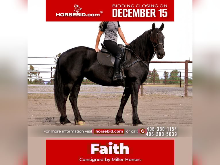 Fries paard Merrie 5 Jaar 160 cm Zwart in Billings