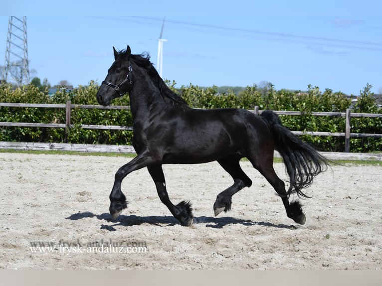 Fries paard Merrie 5 Jaar 160 cm Zwart in Mijnsheereland