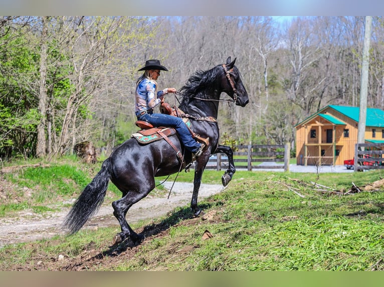 Fries paard Merrie 5 Jaar 160 cm Zwart in Flemingsburg KY