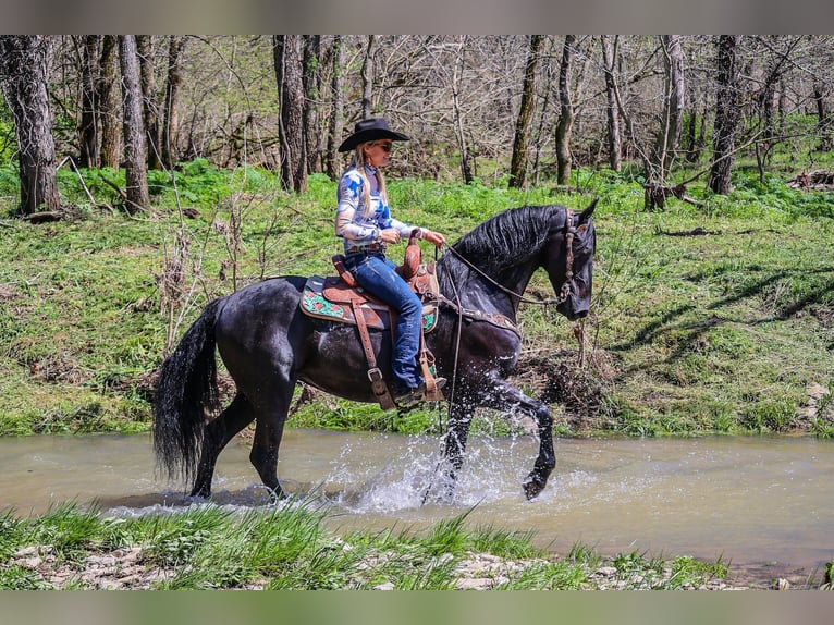 Fries paard Merrie 5 Jaar 160 cm Zwart in Flemingsburg KY