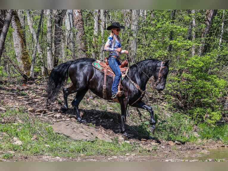 Fries paard Merrie 5 Jaar 160 cm Zwart in Flemingsburg KY