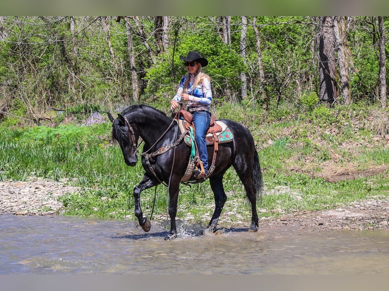 Fries paard Merrie 5 Jaar 160 cm Zwart in Flemingsburg KY