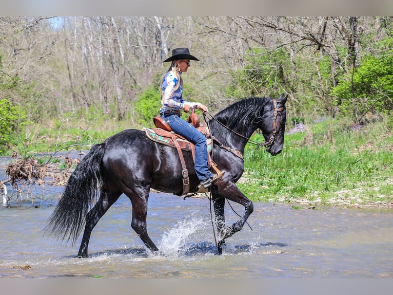 Fries paard Merrie 5 Jaar 160 cm Zwart in Flemingsburg KY