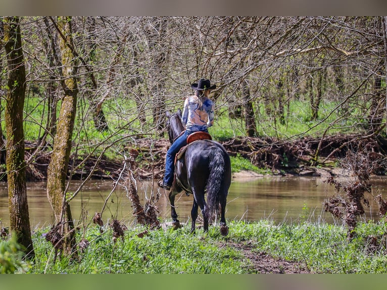 Fries paard Merrie 5 Jaar 160 cm Zwart in Flemingsburg KY