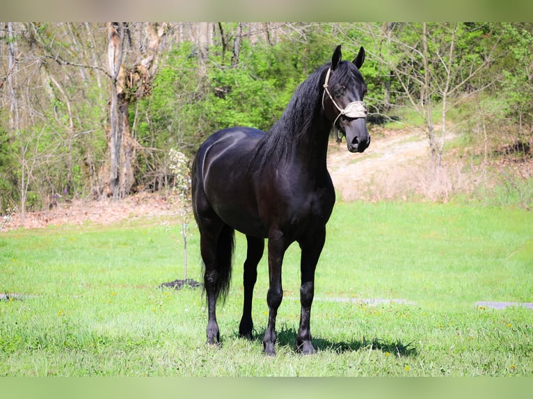 Fries paard Merrie 5 Jaar 160 cm Zwart in Flemingsburg KY