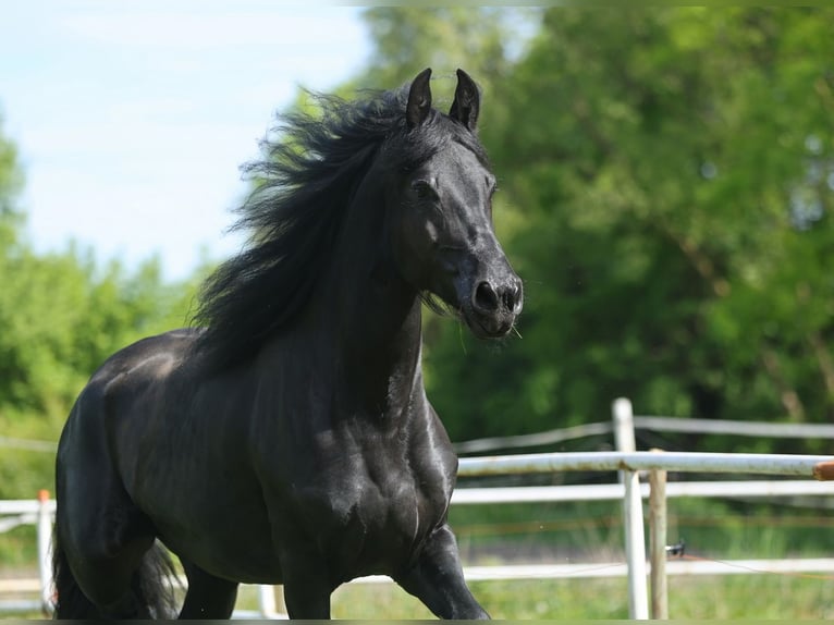 Fries paard Merrie 5 Jaar 161 cm in JEZOW