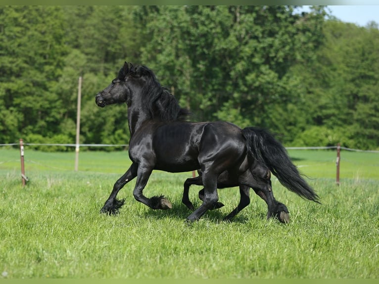 Fries paard Merrie 5 Jaar 161 cm in JEZOW